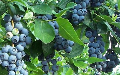 Vaccinium corymbosum